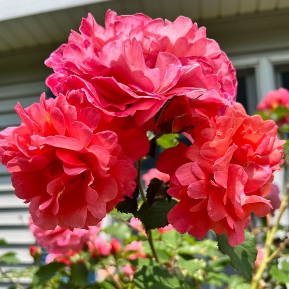 Meet your Posher, Tam - Picture 4 of 7